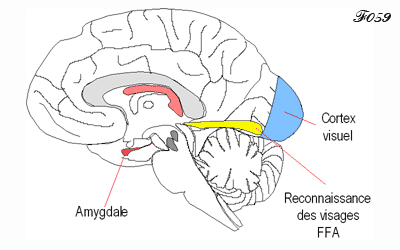 Bébé : gyrus fusiforme et reconnaissance des visages