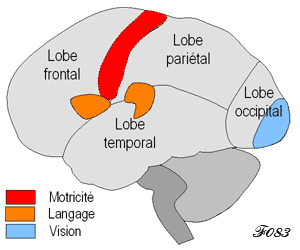 Prefrontal cortex