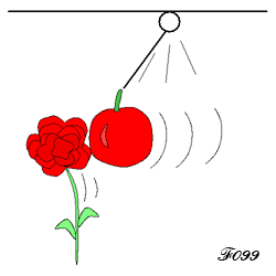 Apple and red rose.