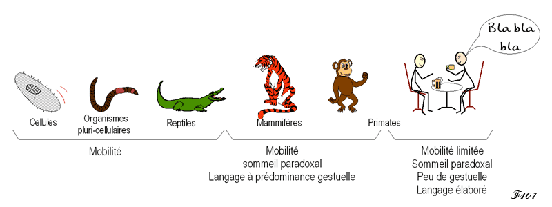 Evolution from gestural communication to verbal language.