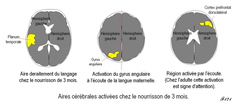 Aires cerebrales activees chez le nourrisson de trois mois.