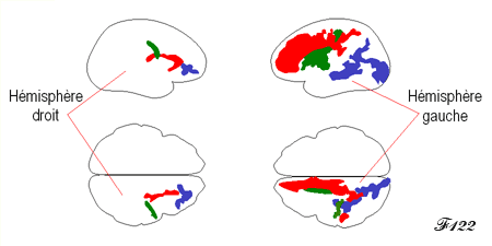 Le cerveau asymetrique du langage.