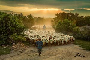 Shepherd and flock of sheep.