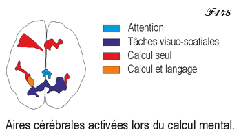 Cerveau et circuits de la représentation visuospatiale.