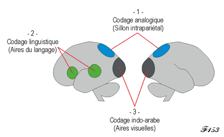 Cerveau et sens des nombres.