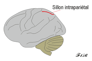 Brain and intraparietal sulcus.