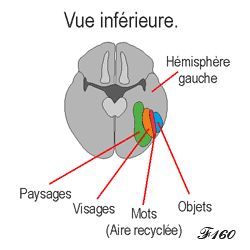 Cerveau et aire de la lecture.