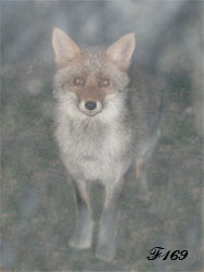 Renard de face.