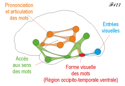 Cerveau et aire de la forme visuelle des mots.