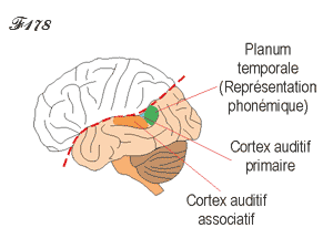 Planum temporale and phonemic representation.