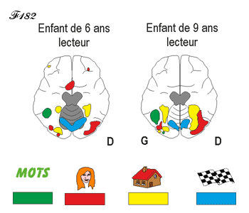 Cerveau chez deux enfants lecteurs de 6 et 9 ans.