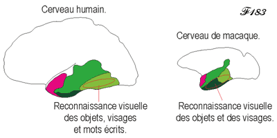 Human and macaque brain, visual face recognition area.