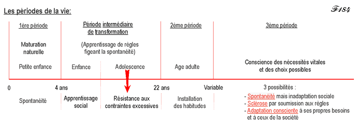 The different periods of life.