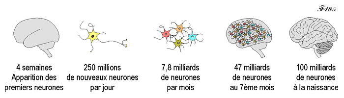 Multiplication des neurones dans le cerveau.