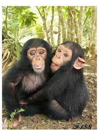 Visages de singes.