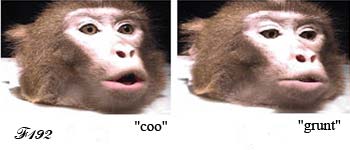 Sounds and mimics of a macaque.