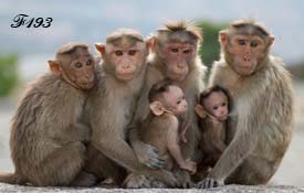 Visages de macaques.