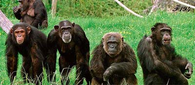 Visages de chimpanzés.