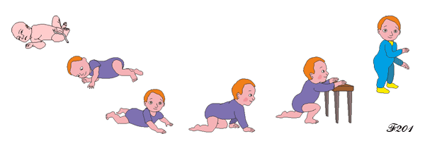 Development of the baby's motor skills.