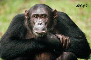 Chimpanzé.