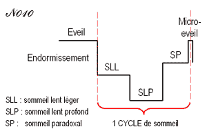 Phases of sleep in adults.