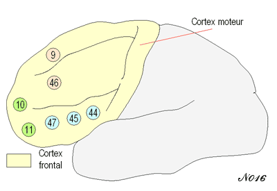 Medial prefrontal cortex.