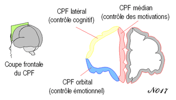 cortex préfrontal median, latéral et orbital