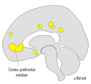 action de la récompense sur le cortex préfrontal median