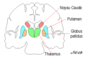 noyau caudé