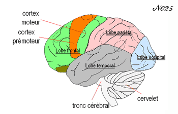 neurones miroirs dans le cortex prémoteur