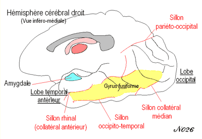 gyrus fusiforme de la reconnaissance des visages