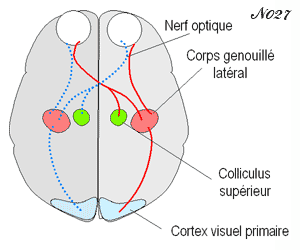 corps genouillé latéral