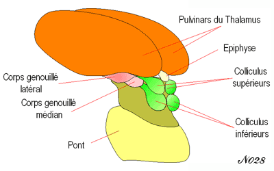 colliculus supérieur