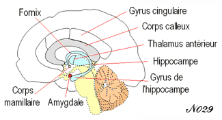 cerveau : emplacement de l'amygdale