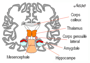 cerveau : amygdale