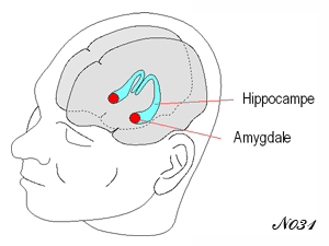 <<<<hippocampus and amygdala