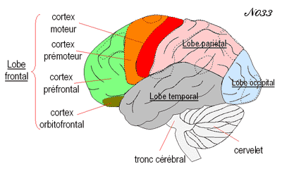 Prefrontal cortex