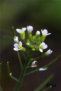 Lady's cress.