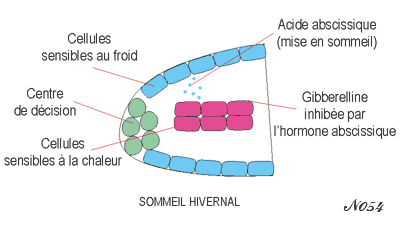 Organisation of the tip of a seed radicle.