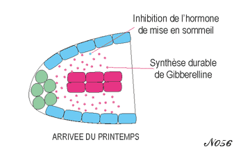 Eveil de la graine au printemps