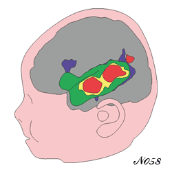 BBaby : brain area dedicated to language.