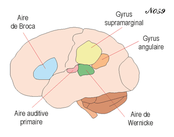 Brain : Speech acquisition through hearing.