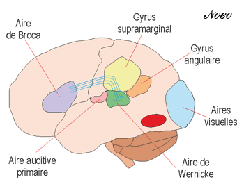 Cerveau : lien entre les aires visuelles et les aires du langage