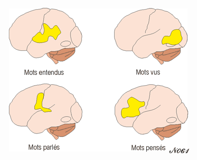 Word areas in the brain.