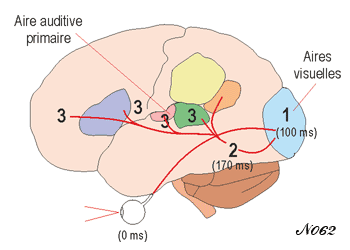 Development of brain activity in reading.