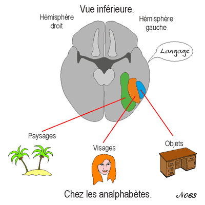 Cerveau : aires de la reconnaissance des formes