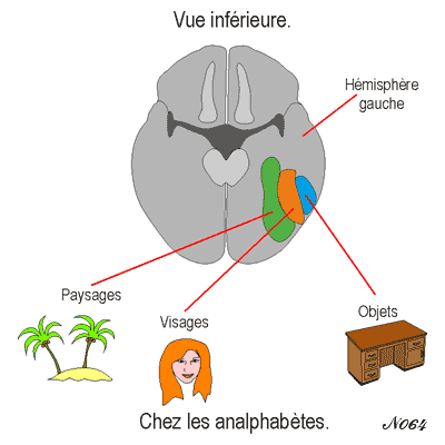 Brain : face recognition area.