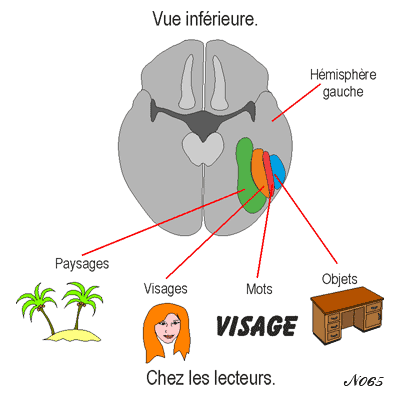 Brain : Word recognition area.