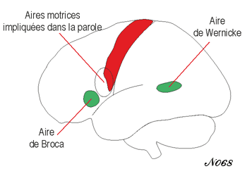 Aires cérébrales activées lors du langage parlé