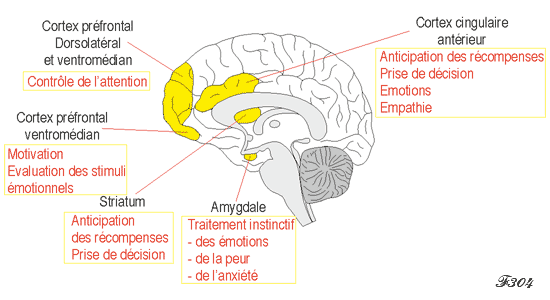 Le sens moral dans le cerveau.